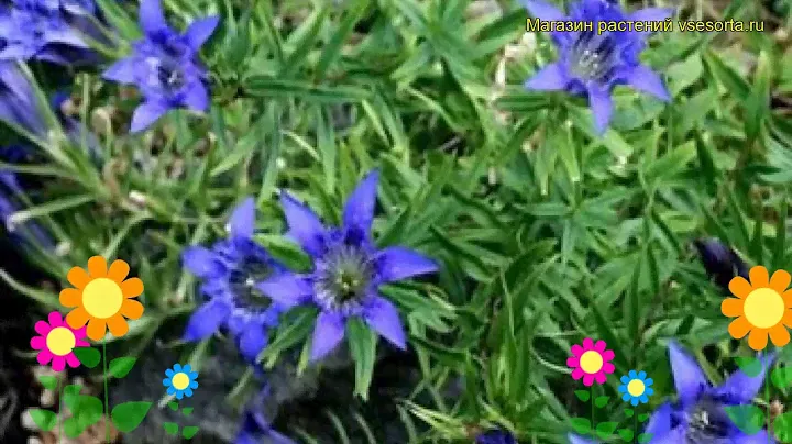 Горечавка особенная Блю Херальд. Краткий обзор, описание gentiana paradoxa-hybr. Blue Herald