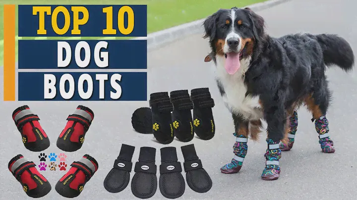 Best Dog Boots in 2022 🐶 [Top 10 Picks]
