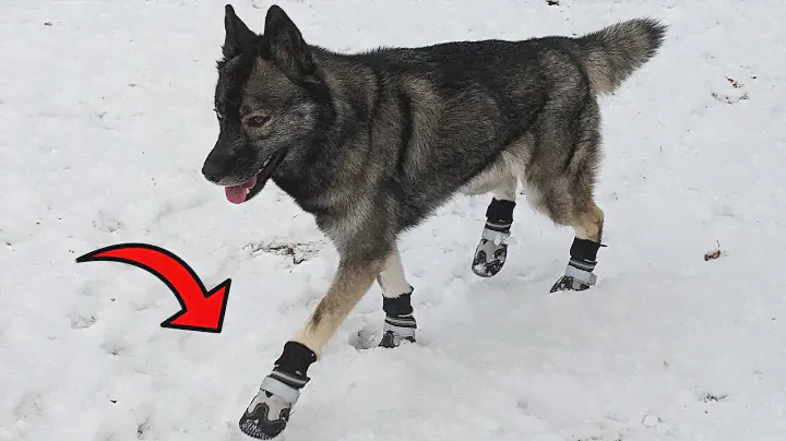 These are the Perfect Snow Boots For Your Dogs!